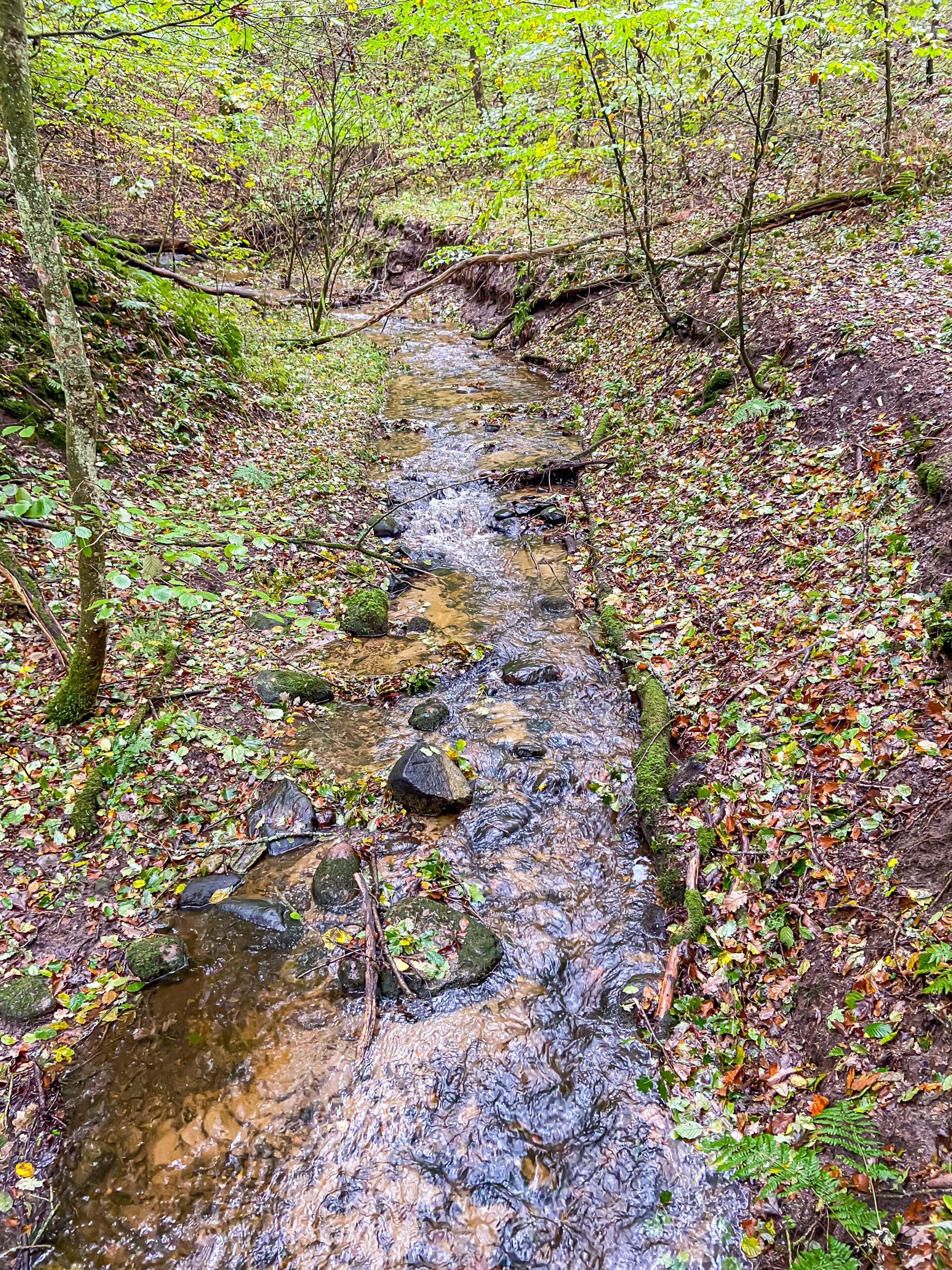 Vandløb i skovbund